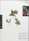 Foto von Salix myrsinifolia Salisb.